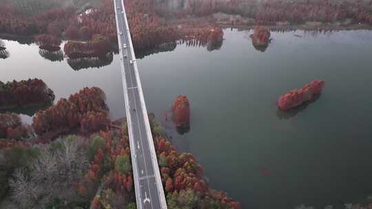 航拍江苏淮安盱眙天泉湖落羽杉林及跨湖大桥