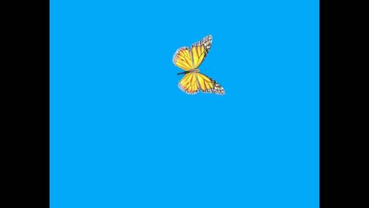 蓝色背景下的蝴蝶