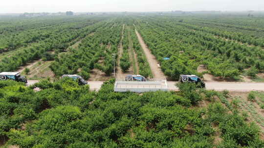 河北深州大桃航拍种植园顺丰车队