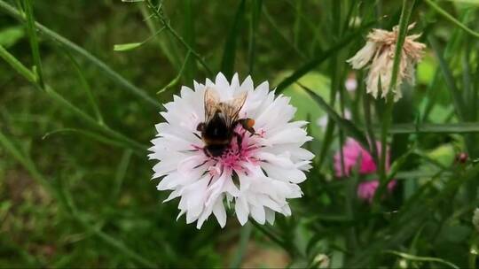 蜜蜂在白色的花朵上采蜜 (2)