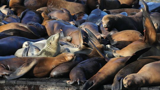 海狮群动物