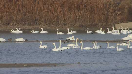 山东荣成成山镇鸿鹄湾天鹅湖冬季大天鹅