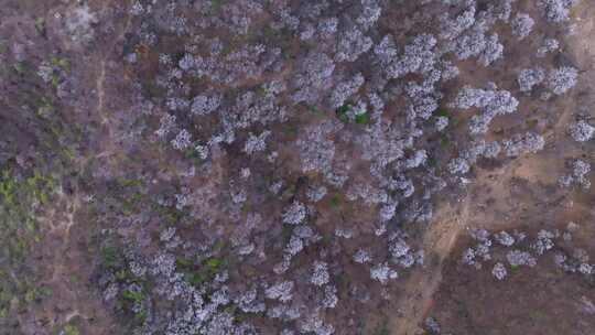 北京怀柔河防口长城山桃花