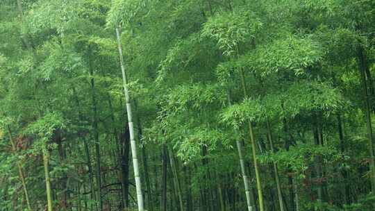 下雨天竹林景观特写，竹节挺拔竹叶繁茂