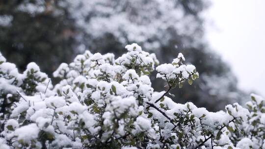 落雪，篱笆，树