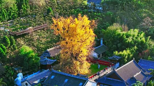 西安古观音禅寺千年银杏树