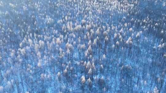 鸟瞰大兴安岭林海雪原雪林