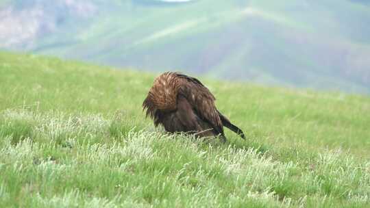 草原 秃鹫 秃鹰