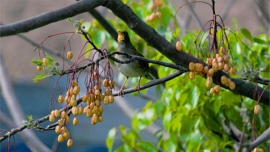 秋野寻踪：白腹鸫与苦楝果的生态邂逅