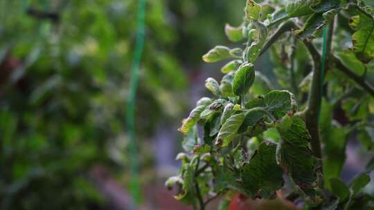 西红柿 番茄 蔬菜大棚 蔬菜 农民干活