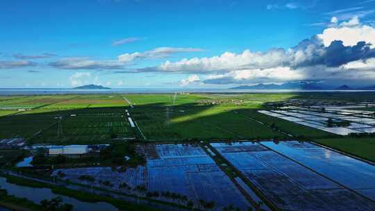 4k航拍广东台山华侨农场乡村稻田