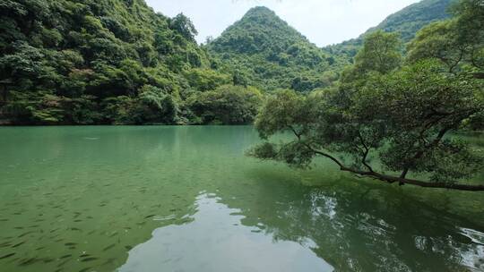 广西柳州龙潭公园池塘边树荫