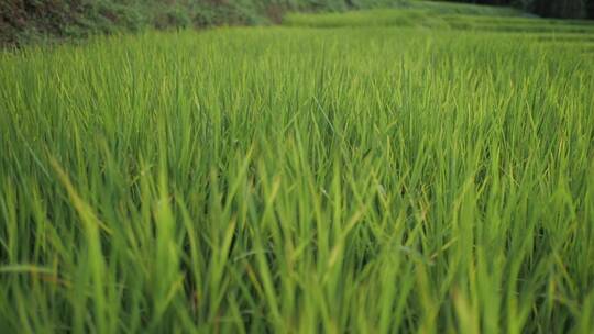 绿色水稻田成长的水稻