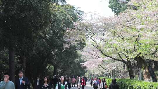 武汉大学樱花树