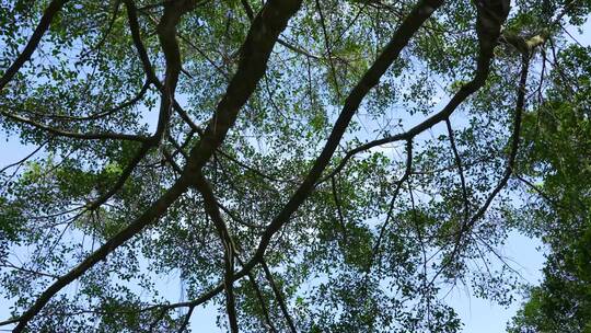 蓝天下的榕树