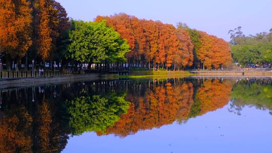 广州麓湖公园落羽杉红叶自然风光与宁静湖面