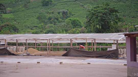 巴西咖啡豆种植园