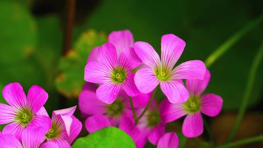 红花酢浆草路边的鲜花