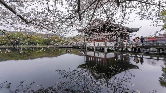 杭州西湖 曲院风荷 春天 樱花季 延时