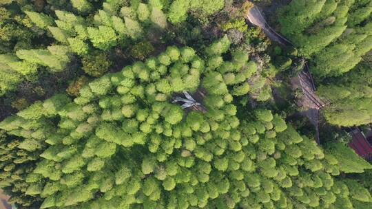 上海 崇明岛 汽车 旅拍 风景 树林视频素材模板下载
