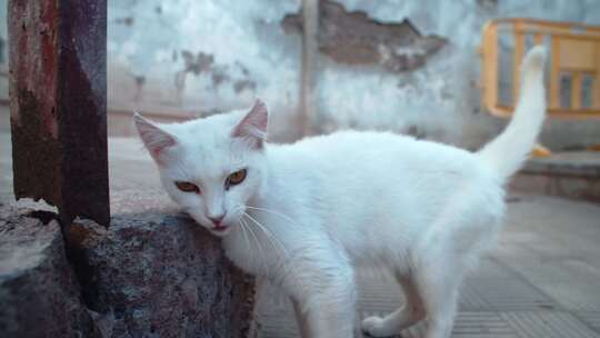 西班牙，特内里费岛，白色，猫