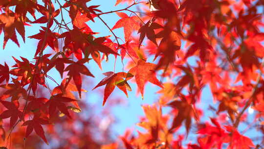 秋天枫叶风景