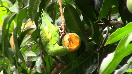 鹦鹉在树枝上啄食果子