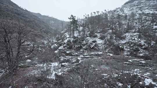 山，树，雪，冬天