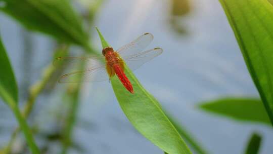 空镜自然生态花鸟昆虫集锦荷塘蜻蜓白鹭鸭子
