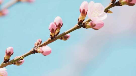 春天梅花