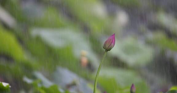 杭州西湖雨中荷花视频