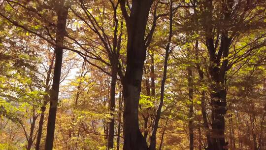 秋天森林里的大树风景