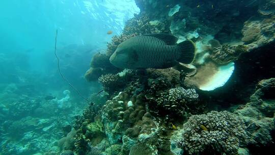 水下拍摄海洋鱼群鱼类珊瑚