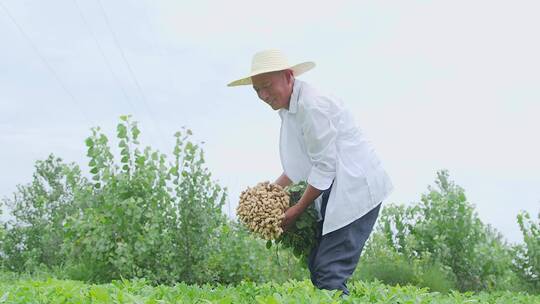 花生丰收