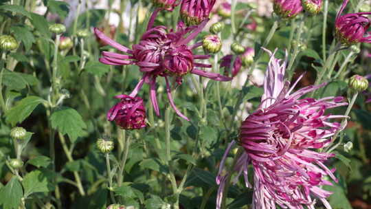 赏菊/菊花节/菊花/秋菊