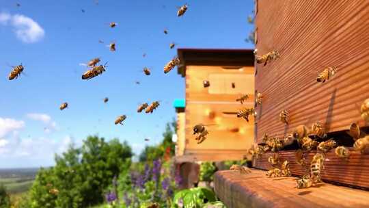 蜜蜂采蜜返回蜂巢