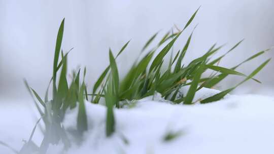 雪地里的冬季农作物小麦