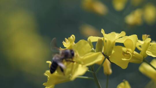 4k蜜蜂鲜花