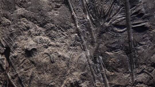 史前水生植物化石