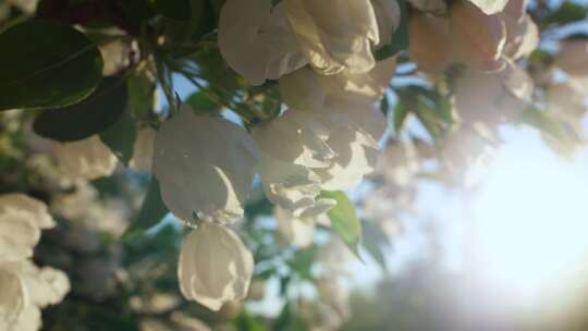 苹果，花，花，树