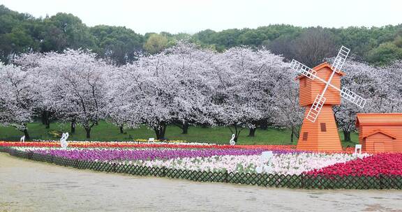 春天樱花郁金香花海风车春回大地空镜素材