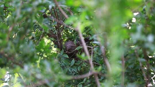 树上鸟巢中的斑鸠