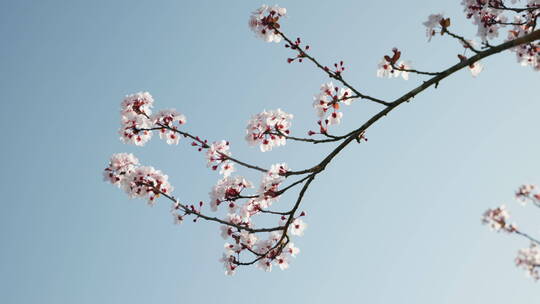 蓝天下树枝上白色的花朵
