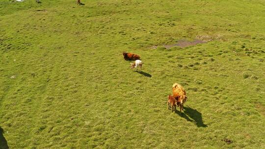 中国新疆巴音布鲁克草原与牛群