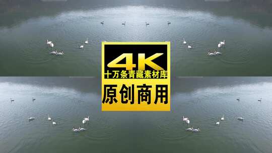 青海贵德天鹅湖水光水鸟航拍视频高清在线视频素材下载