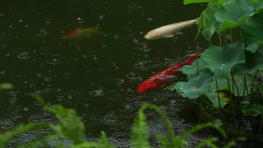 雨中畅游的锦鲤实拍