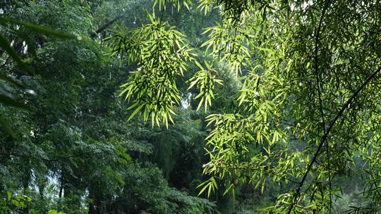 竹林视频素材竹子背景绿色竹叶太阳光斑竹林