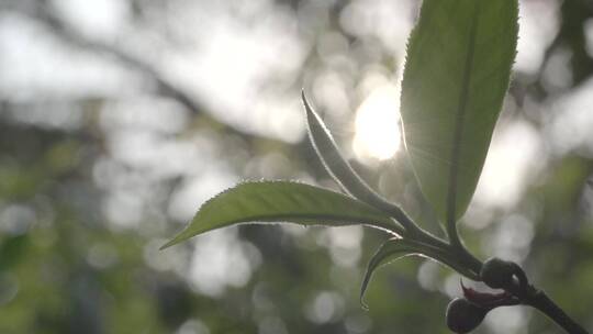 唯美阳光透过茶园茶叶茶山老班章茶树易武茶