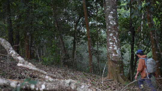 徒步旅行热带雨林森林山林树林