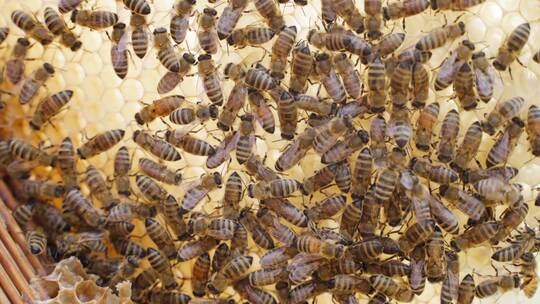 蜂巢里蜂蜡密密麻麻爬满了蜜蜂特写
